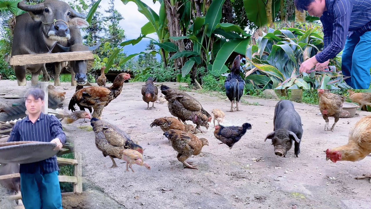 Thang vlog - harvesting corn leaves. and farms raising chickens, pigs, and mountain buffalo