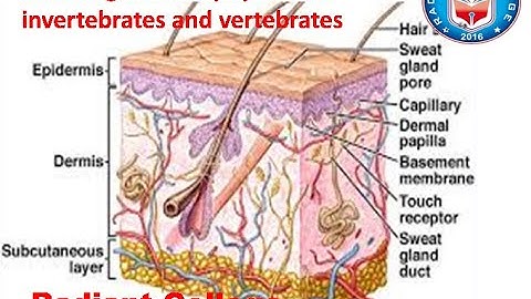 Animal form and fun II Lec 1:  The integumentary system of invertebrates and vertebrates