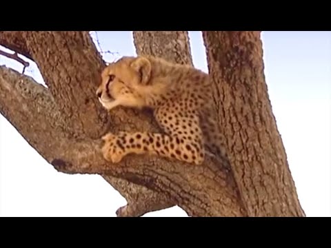 A View from the Trees | Little Big Cat | BBC Earth
