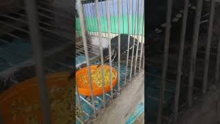 Download Lagu anak burungnya udah makan Pur sendiri#youtubeshorts #paokpancawarna#burungindonesia MP3