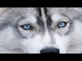 Husky Özellikleri -Sibirya Kurdu