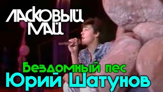 Video thumbnail of "Ласковый май (Солист Юрий Шатунов) - Бездомный пес"