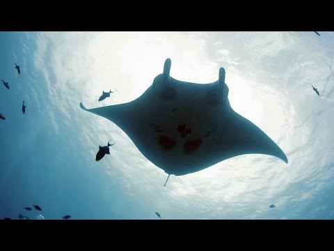 무게 1톤의 거대한 만타 가오리 - Manta ray