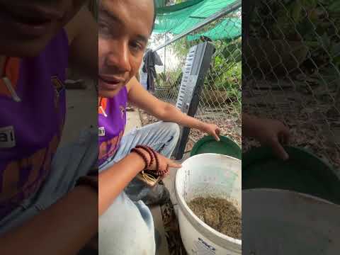 ผลสลากกินแบ่งรัฐบาล วันที่ 1 พย. 2567