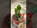 😲 Money Plant Fast Growth Hack in Plastic Pot 🌿 Cow Dung Compost Magic! #shorts #moneyplant