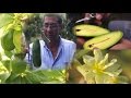 Floración del aguacate y los frutos sin semillas