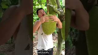 اجمل واللذ الفواكه والزراعة الجميله العالم_الأجمل_لايك_واشتراك  Like_Comment_Shar ?الوصف ?