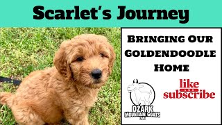 Bringing Home a Goldendoodle Puppy