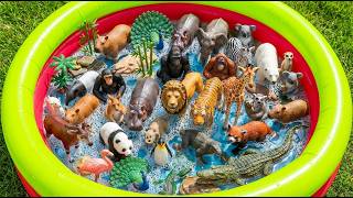 Zoo Animals For Kids: Tiger, Rhino & Crocodile Adventure | Toddler Educational Video