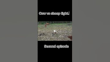 Cow vs sheep fighting