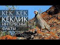 Кеклик - интересные факты