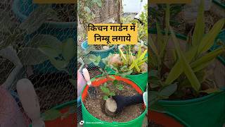 Lemon plants to grow at home#lemon# st home kitchen gardening