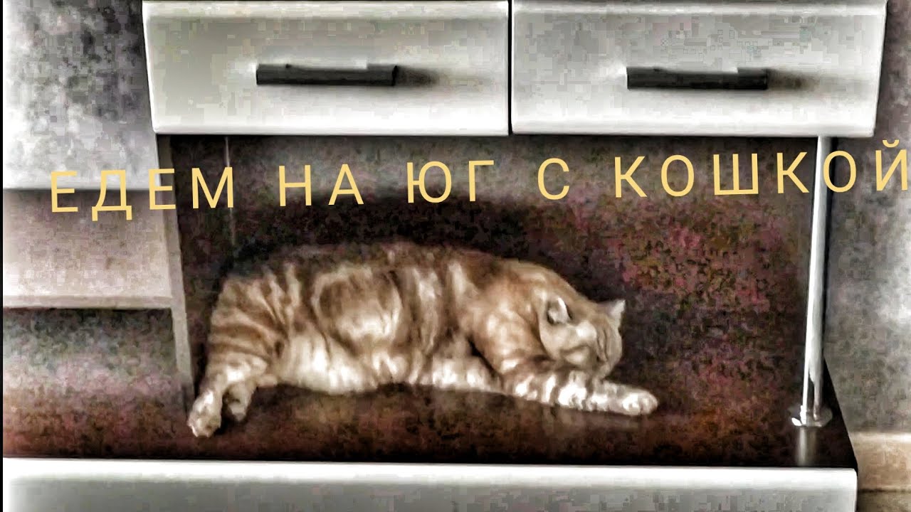 Едем на юг с кошкой /Грузим Газель/Переезд на Кубань 🌹 - YouTube