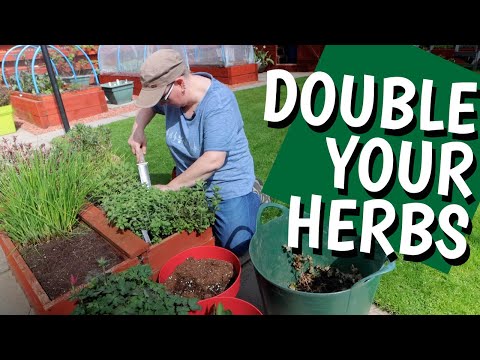 ვიდეო: მრავალწლიანი ბალახების გაყოფა - როგორ და როდის გავყოთ მწვანილი ბაღში