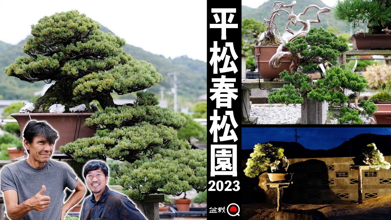 Koji Hiramatsu created a new bonsai garden [Bonsai Q] - YouTube