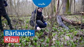 Bärlauch-Diebstahl: Bandenmäßiges Vorgehen ohne Rücksicht auf Natur | Umschau | MDR