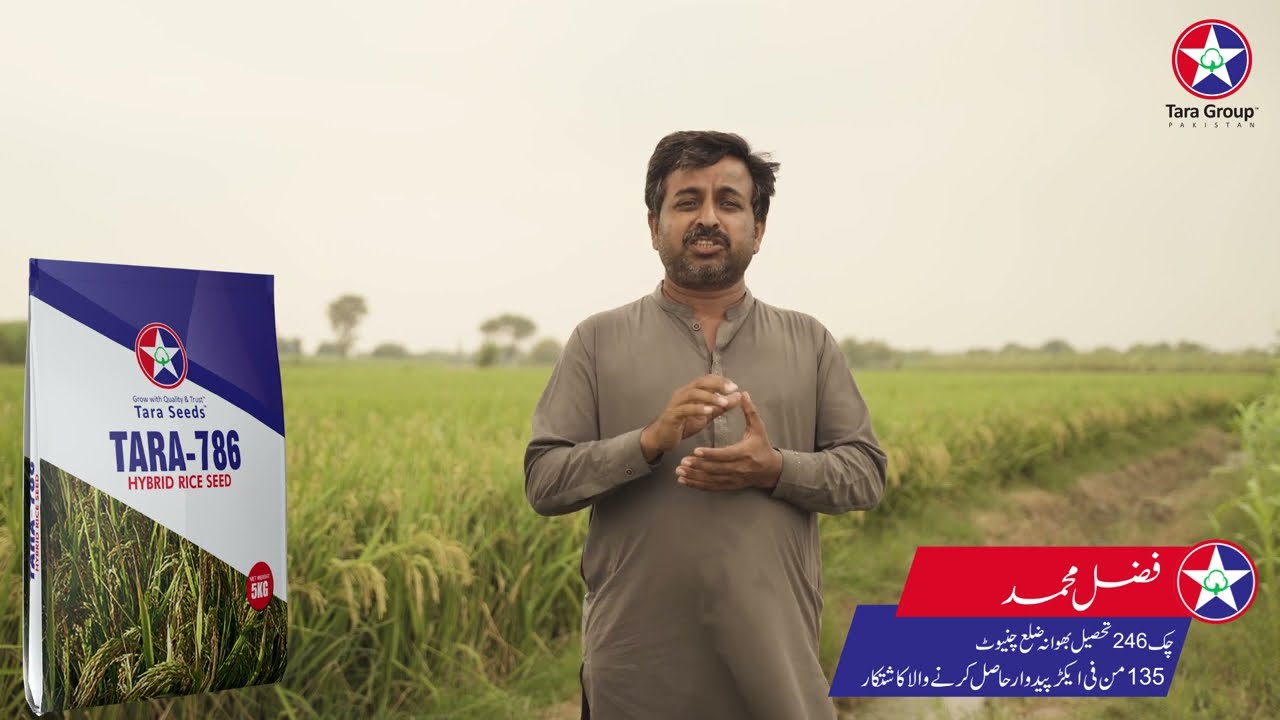 TARA-786 Hybrid Rice Seed (Tara Group Pakistan)