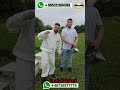 كشف النحل بدون لسع النحل تحدي على عشاء لحم عسل تحدي اوروبا المانيا تركيا شركة غذائيات المونة