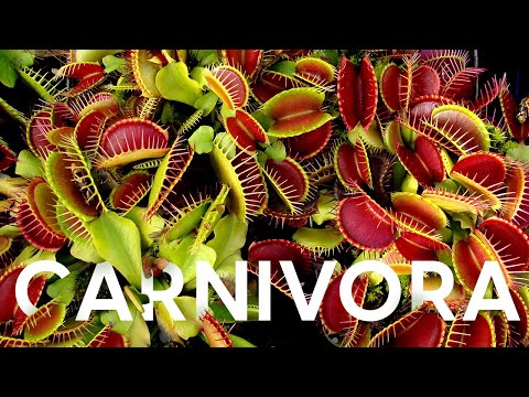 Video: Habitat di piante carnivore: cosa sono le piante carnivore e come vengono coltivate