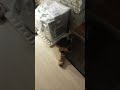 котёнок гонится за мячиком:з #кот #коты #котенок #смех #рекомендации  #интересныеподборки #shorts