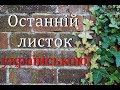 "Останній листок" АУДІОКНИГА українською. Слухати онлайн. О'Генрі.