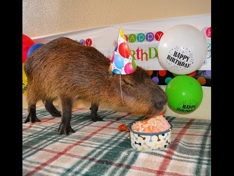 JoeJoe the Capybara's 3rd Birthday - YouTube