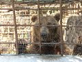 Can you help save these bears?