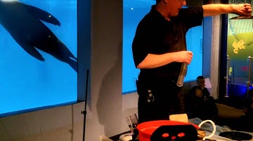 Bubbleology Show for Sea Lions et al. @ Mystic Aquarium :: Keith Johnson