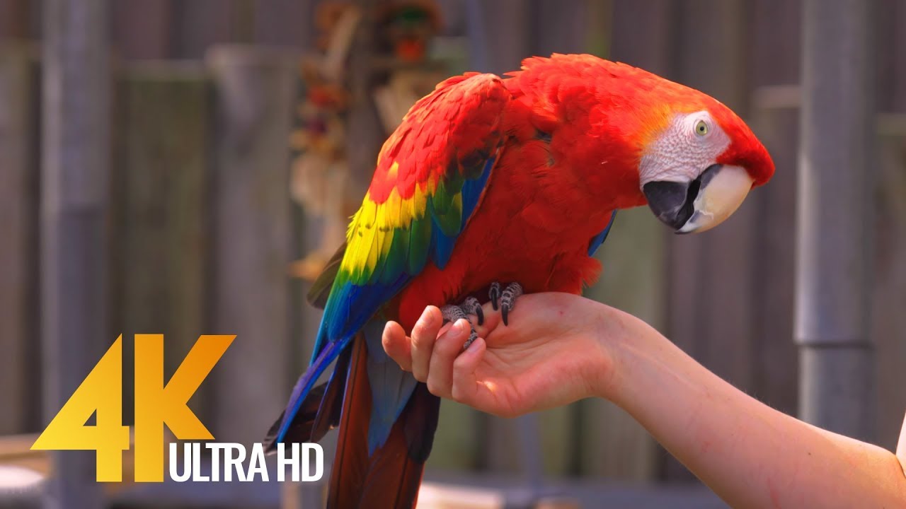 Colorful Parrots with Relaxing Music and Bird Sounds - Beautiful ...