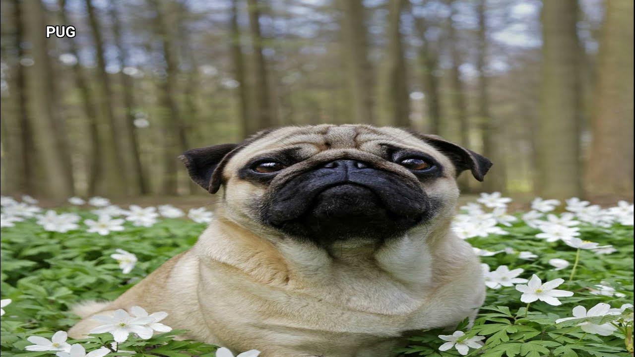 TOP 20 Healthiest Dog Breeds With the Least Health Problems YouTube