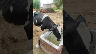 धंधा कभी गंदा नही होता |Cow milking by hand | dairy farm business|#shorts #cow #milk#viral #milkday