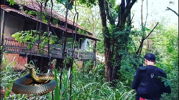 Encontramos uma Cobra no Porão da Colônia mais antiga do Brasil