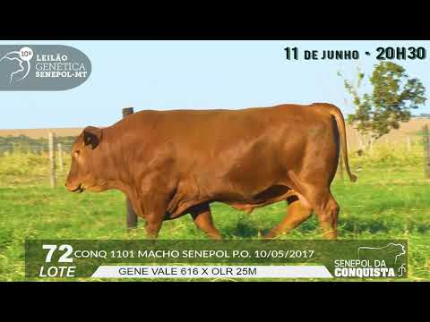 LOTE 72 CONQ 1101