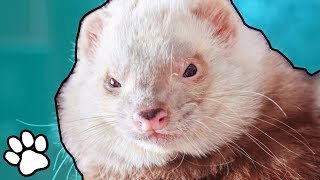 Ferrets are Super Derpy  | Funny Animal Videos 2018 | That Pet Life