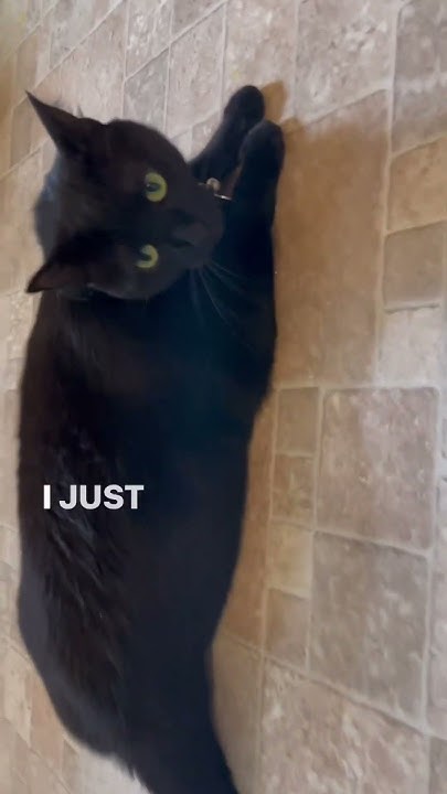 i-ll-always-be-there-to-irritate-you-chadwick-pawsman-catsofyoutube