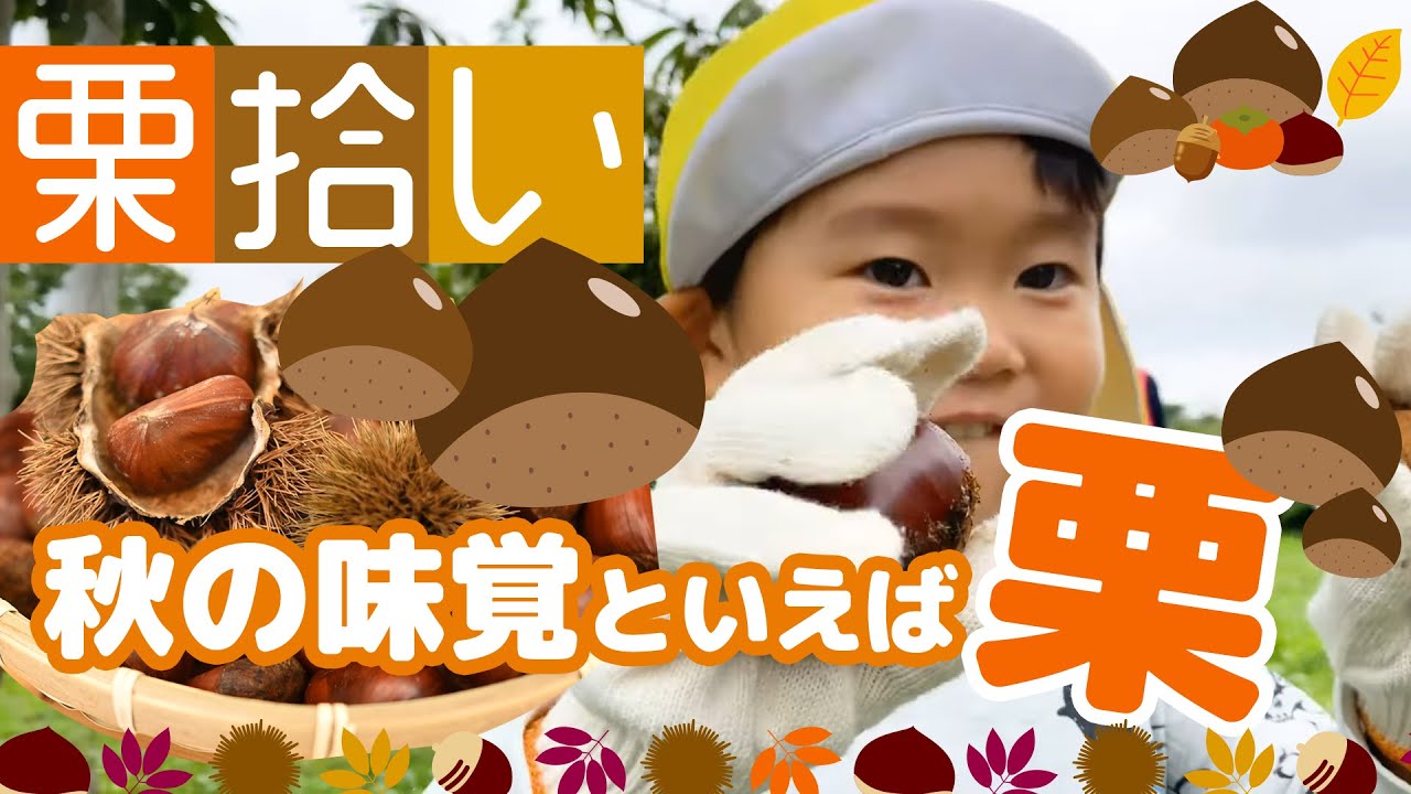 はじめての栗拾い♪栗ごはんもいただきまーす！