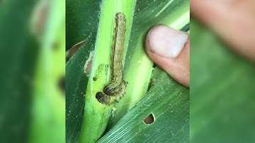 Module 2: Fall Army Worm Biology and Identification