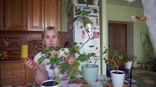 Герань уход в домашних условиях. Как правильно формировать герань и когда это лучше делать?