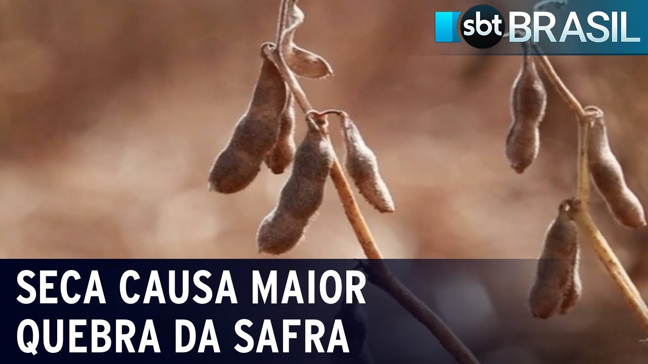 RS: seca provoca maior quebra da safra de grãos em dez anos | SBT Brasil (12/03/22)