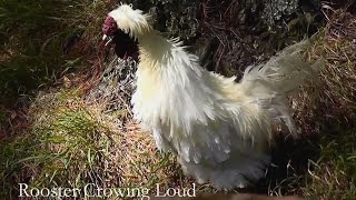 Silkie Rooster Crowing Loud In The Early Morning  !