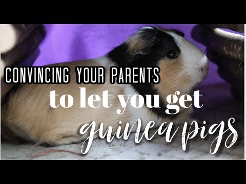 Comment convaincre vos parents de Let You Get Guinea Pigs