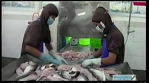 Dove vive il pesce pangasio?