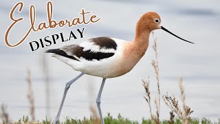 American Avocet | Elaborate Mating Display!