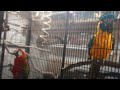 YOU WON'T BELIEVE WHAT HAPPENS!!! When I put 2 Macaws in 1 Aviary!