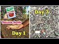 How to grow tomatoes from seeds  preparation of soil for seedlings  day 1 to day 7