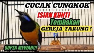 Masteran Cucak Cungkok Terbaru Gacor Isian Kunti Sambung Gereja Tarung❗Masteran Juara Murai Batu ❗