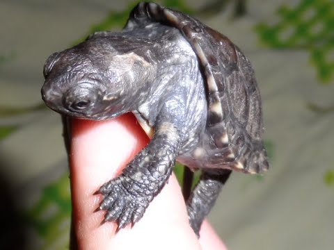Европейская болотная черепаха.