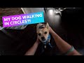 My Dog Walking in Circles?!