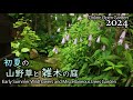 初夏の山野草と雑木の庭 オンラインオープンガーデン(2024/6/22)