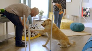 Bad Dogs, New Tricks - Episode 103 | PERGO® Ultimate Staycation™